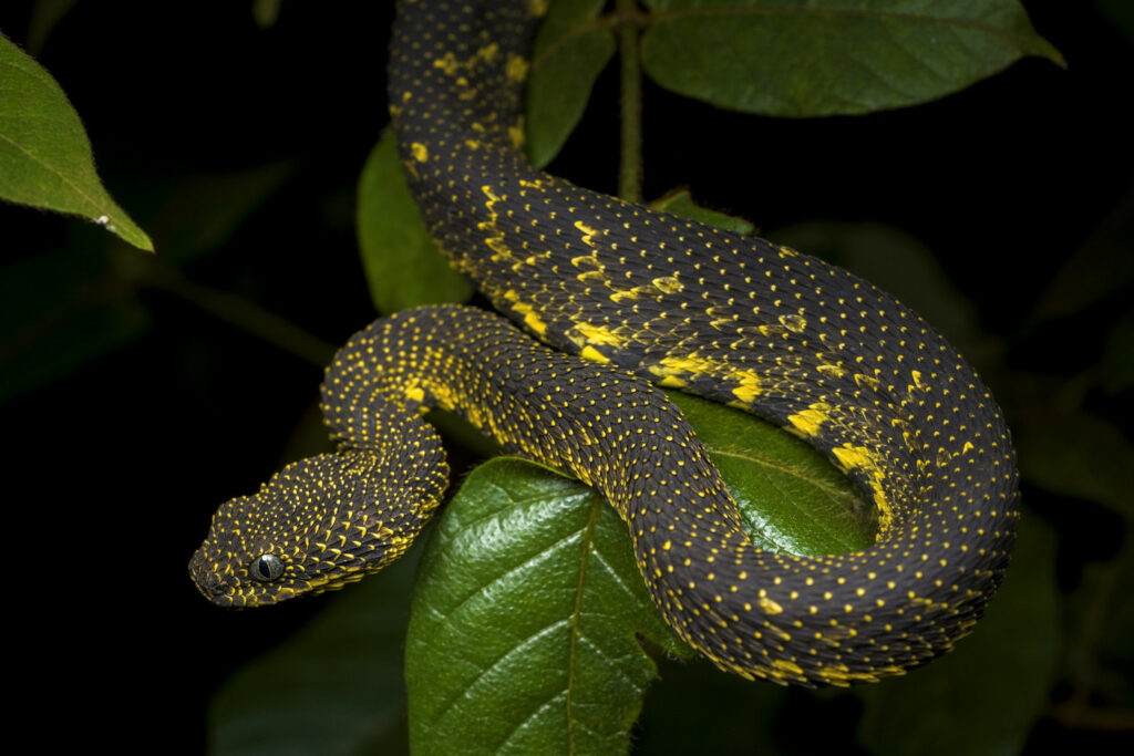 Atheris nitschei (Vipère des buissons de Nitsche) Atheris desaixi - Vipère des buissons du Kenya