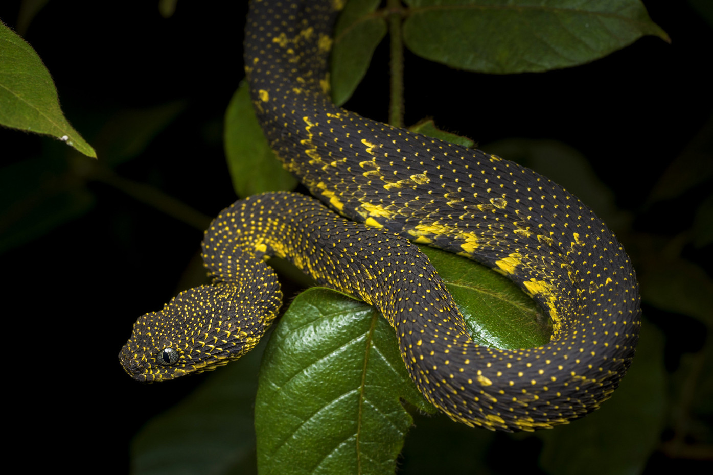 Atheris chlorechis, Green Bush Viper www.matthieu-berroneau…