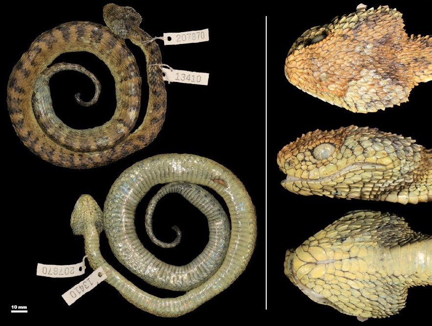 Atheris nitschei (Vipère des buissons de Nitsche) Atheris hetfieldi - Vipère des buissons d'Hetfield