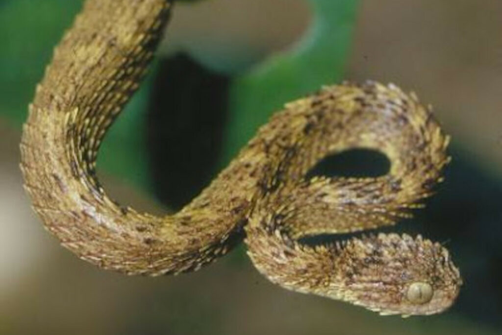 Atheris nitschei (Vipère des buissons de Nitsche) Atheris hirsuta - Vipère des buissons hérissée ou Vipère poilue de Taï