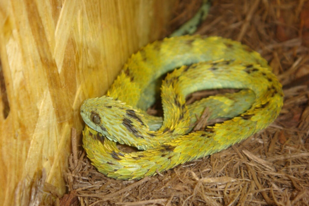 Atheris chlorechis, Green Bush Viper www.matthieu-berroneau…