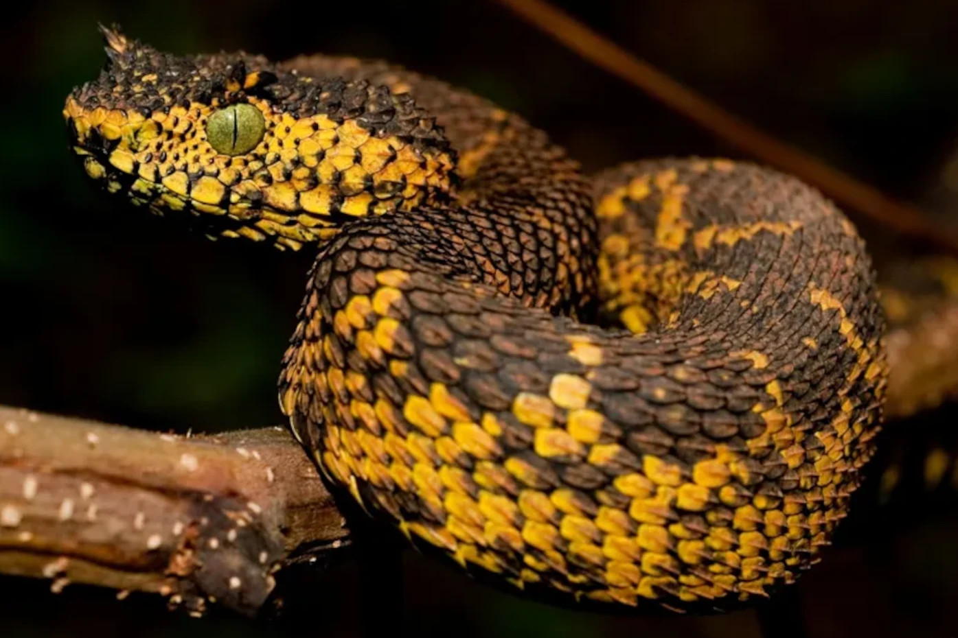 Atheris matildae - Vipère des buissons de Mathilde - Vipère cornue de