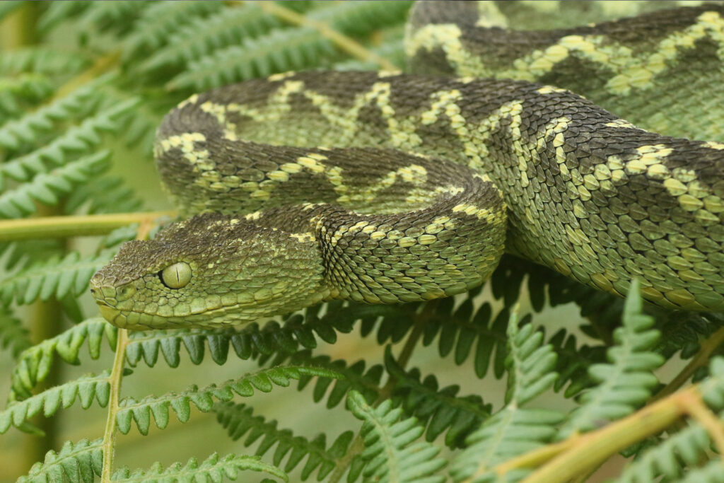 Atheris rungweensis - Vipère des buissons du Rungwe ou Vipère des buissons du mont Rungwe