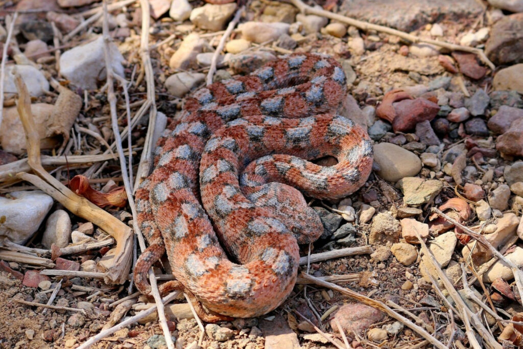 Echis coloratus / Échide coloré