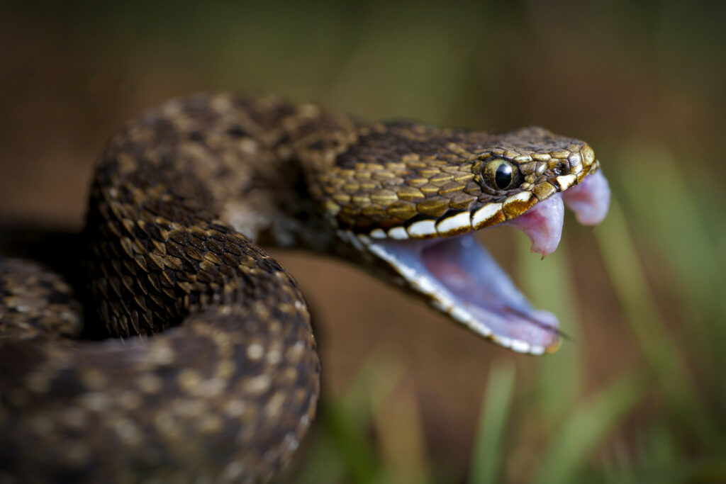 Montatheris hindii - Vipère des montagnes du Kenya