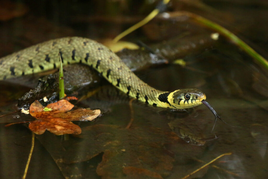 Natrix natrix (Couleuvre à collier)