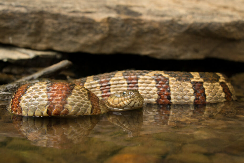 Nerodia sipedon pleuralis (Couleuvre d'eau)