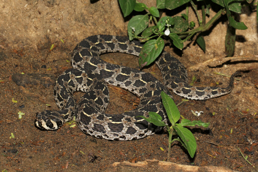 Proatheris superciliaris - Vipère des plaines ou Vipère des marais