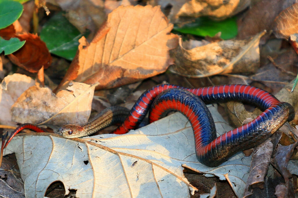 Storeria occipitomaculata