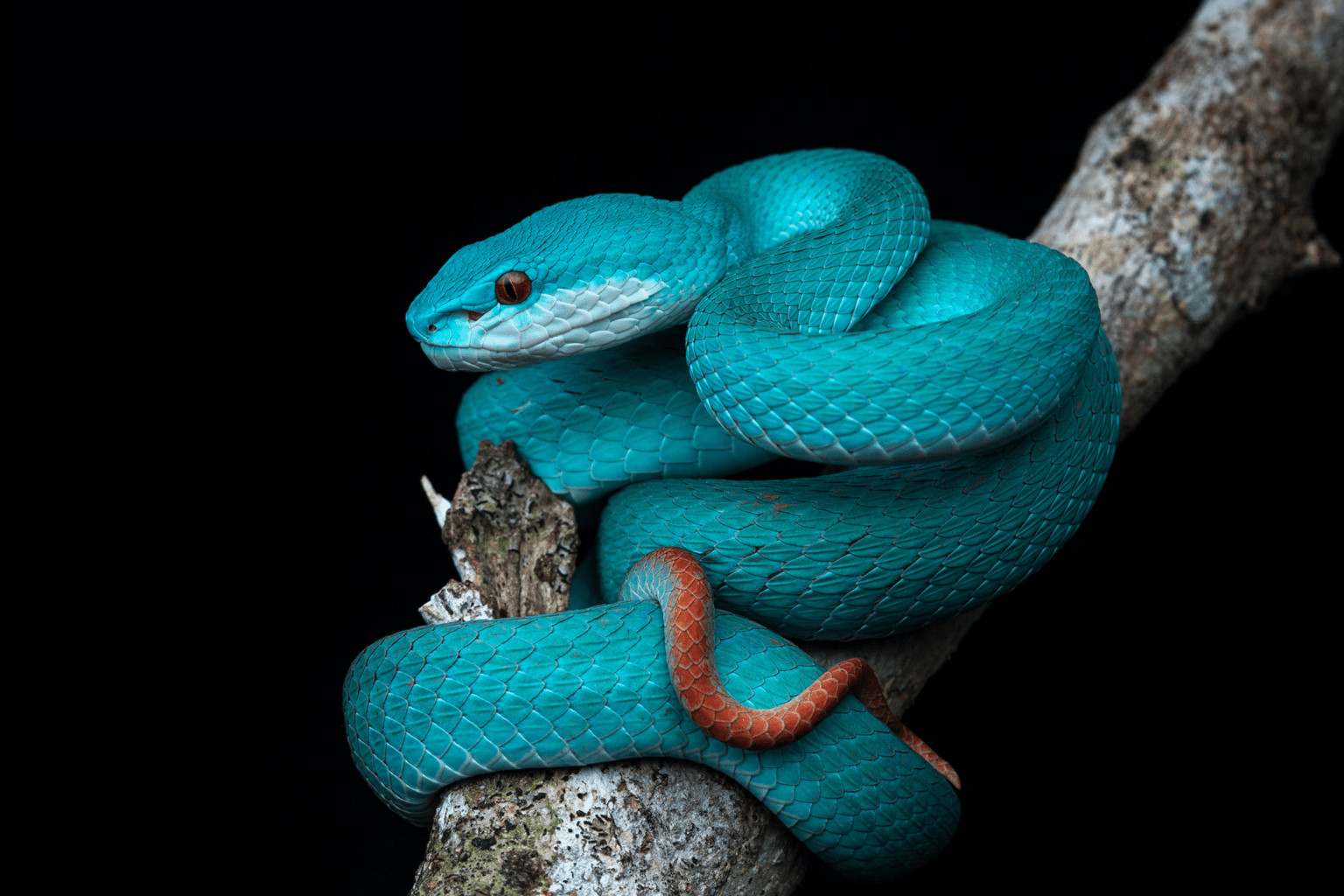 Atheris chlorechis, Green Bush Viper www.matthieu-berroneau…