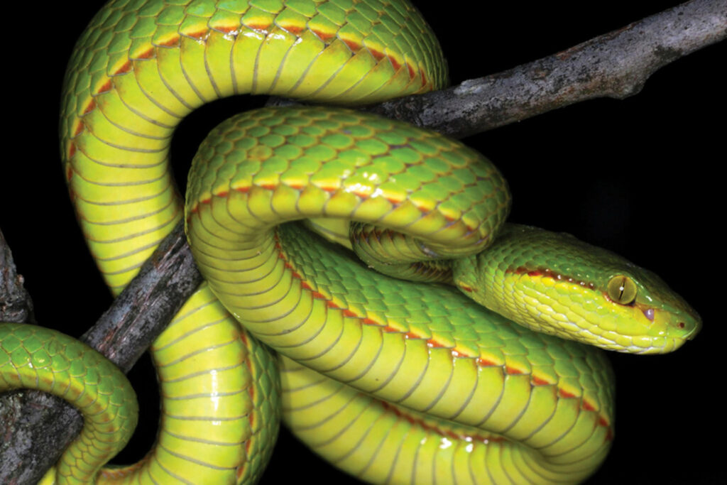 Trimeresurus insularis bleu venant de l'île de Komodo Trimeresurus salazar - Crotale de Salazar