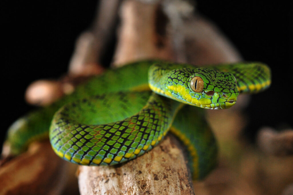 Atheris chlorechis, Green Bush Viper www.matthieu-berroneau…