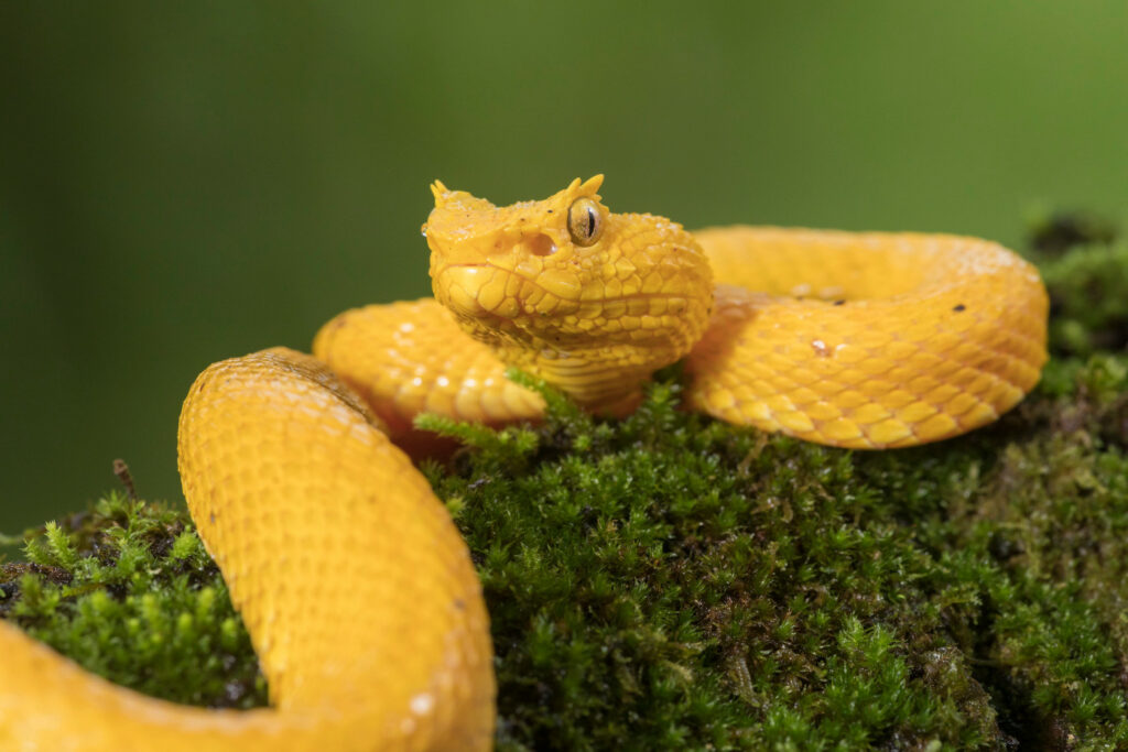 Bothriechis schlegelii - Crotale Vipère de Schlegel à cils - Viperidae