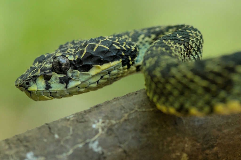 Trimeresurus anamallensis - Crotale de Malabar ou Crotale de la côte de Malabar