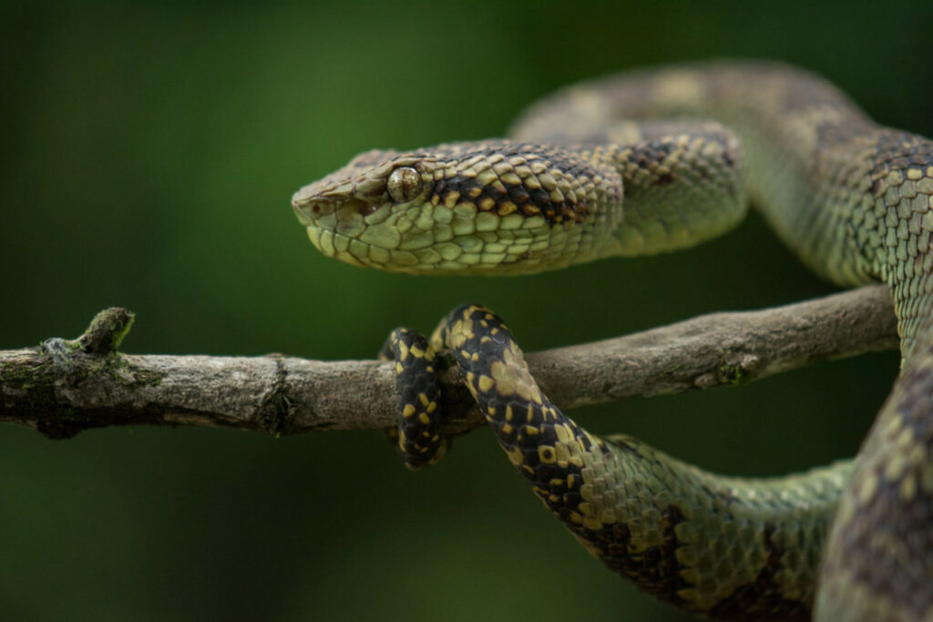 Trimeresurus malabaricus - Crotale de roche ou Crotale de roche de Malabar