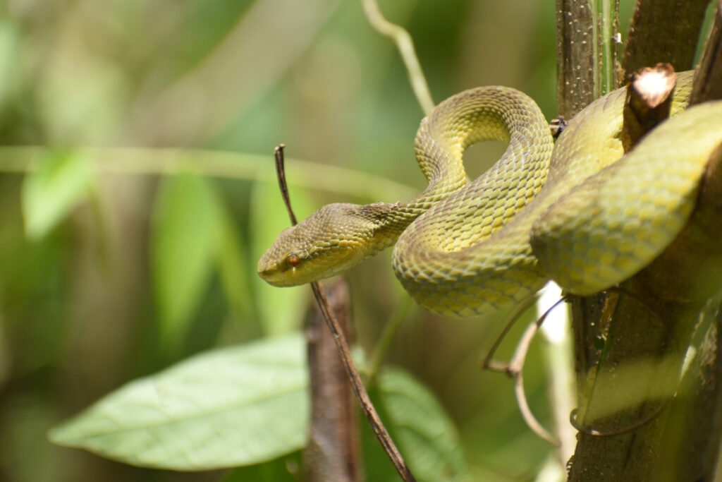 Trimeresurus occidentalis - Crotale occidental