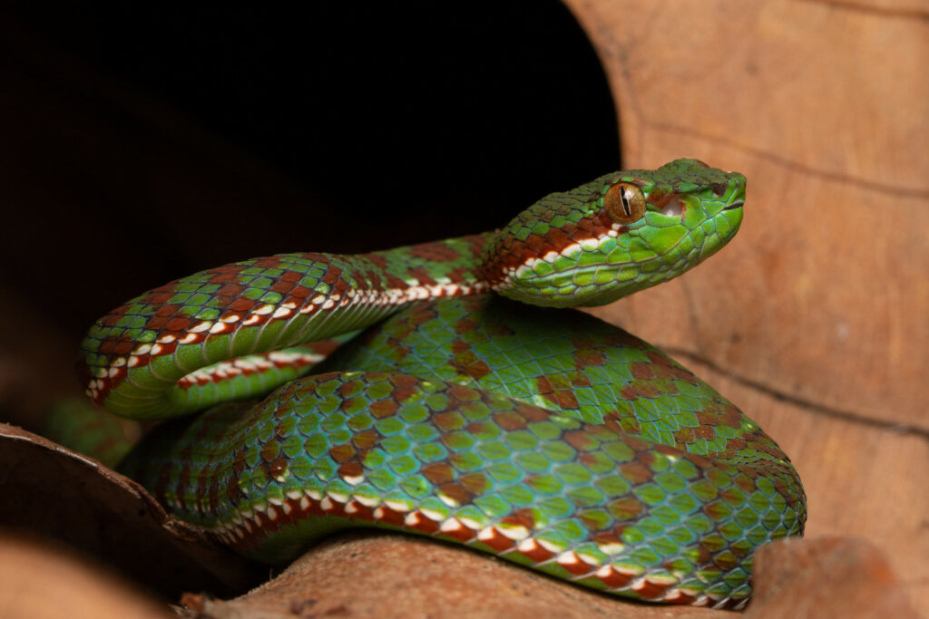 Trimeresurus phuketensis - Crotale de Phuket ou Crotale de l’île de Phuket