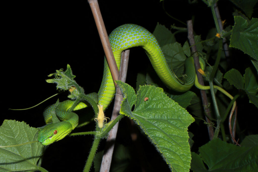 Trimeresurus sichuanensis - Crotale de Sichuan