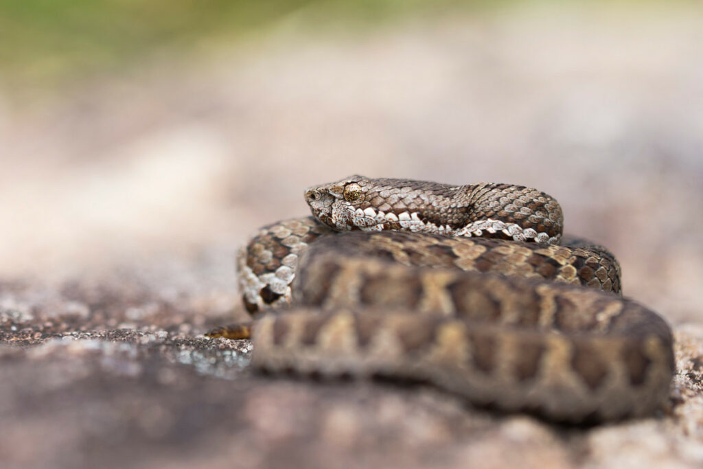 Trimeresurus strigatus : Crotale brun de l’Inde ou Crotale fer de cheval