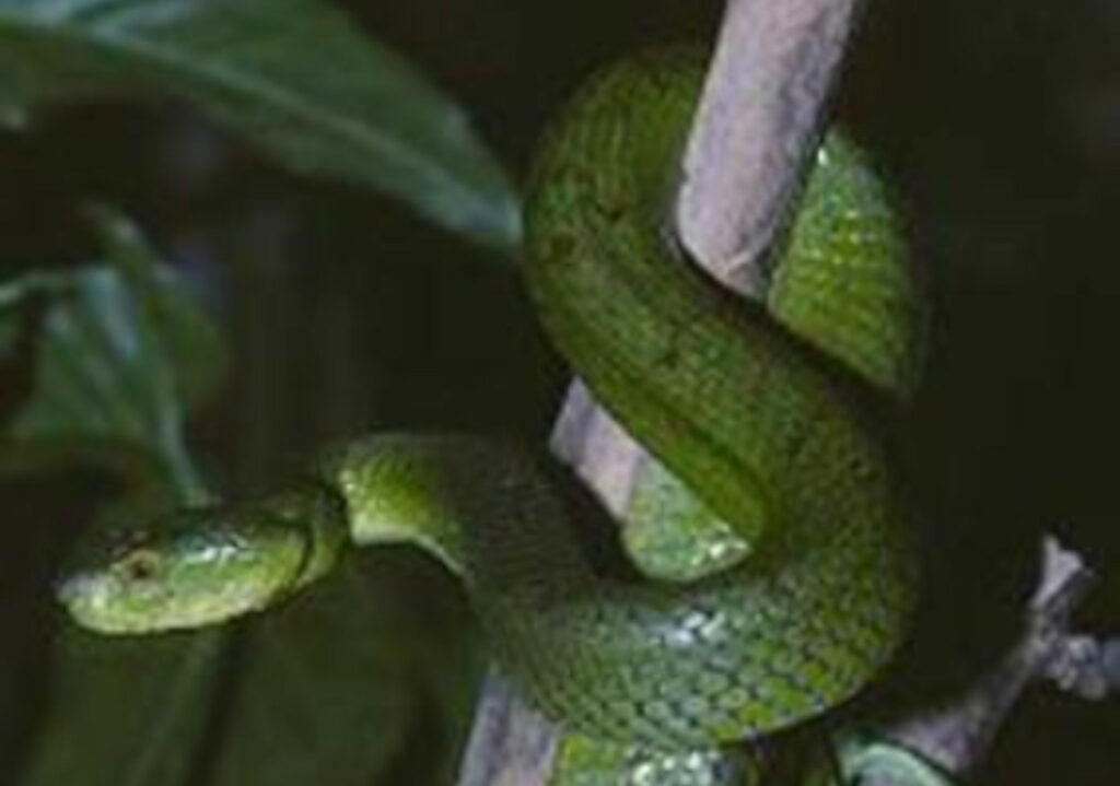 Trimeresurus tibetanus - Crotale du Tibet ou Crotale tibétain des bambous