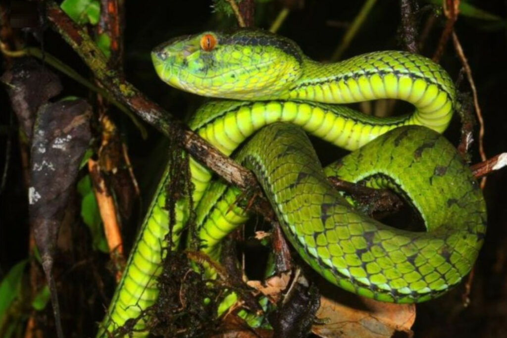 Trimeresurus insularis bleu venant de l'île de Komodo Trimeresurus whitteni - Crotale de Siberut