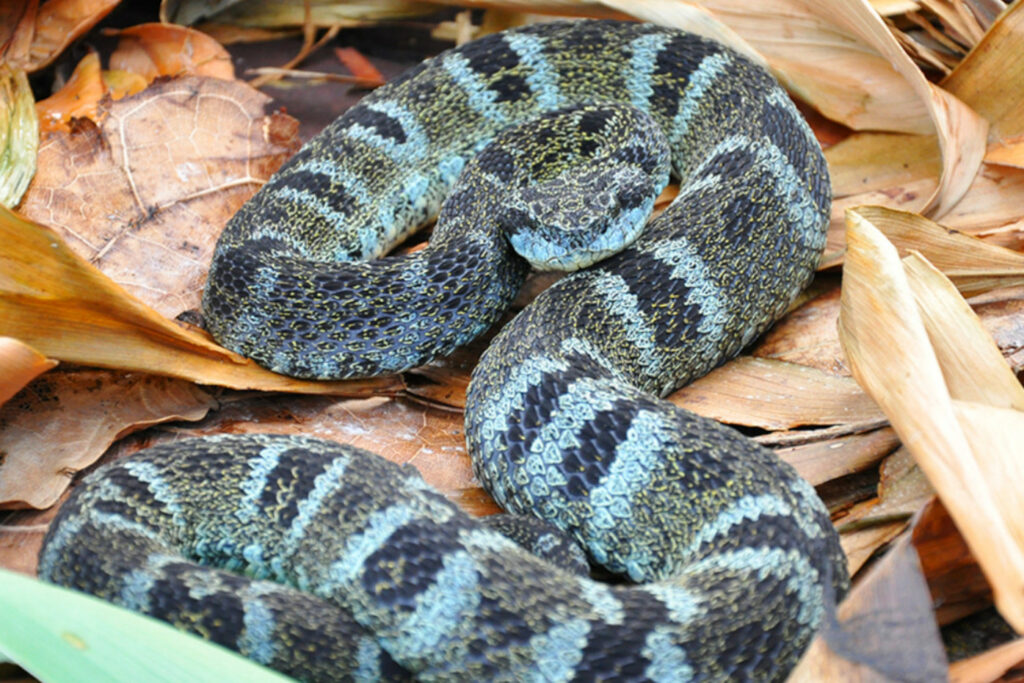 Atheris chlorechis (Vipère des buissons occidentales) Bothrops chloromelas - Trigonocéphale du Pérou ou Trigonocéphale de la forêt inca