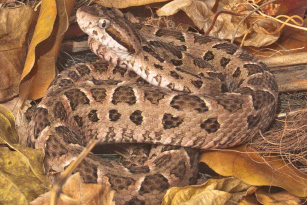 Atheris chlorechis (Vipère des buissons occidentales) Bothrops diporus - Trigonocéphale peint