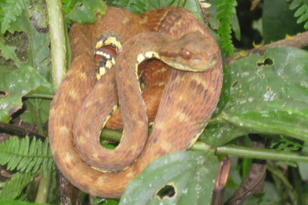 Atheris chlorechis (Vipère des buissons occidentales) Bothrops oligolepis - Trigonocéphale de la forêt péruvienne