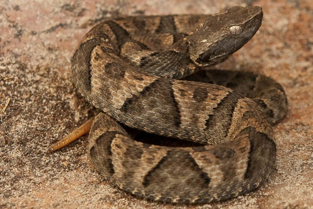 Atheris chlorechis (Vipère des buissons occidentales) Bothrops moojeni : Trigonocéphale de Moojen
