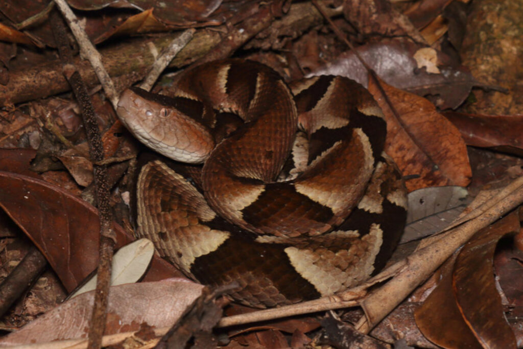 Bothrops muriciensis : Trigonocéphale d'Alagoas ou Trigonocéphale de Murici