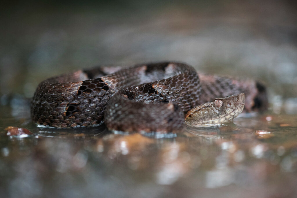 Bothrops oligobalius - Trigonocéphale aux petites tâches