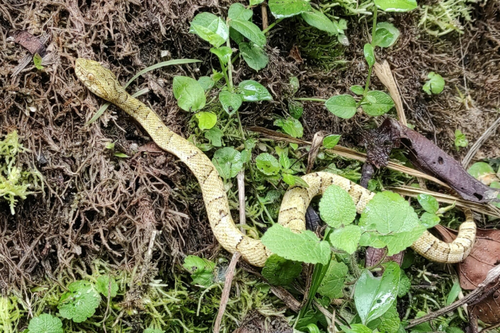 Bothrops osbornei : Trigonocéphale de l’Équateur ou Trigonocéphale d’Osborne