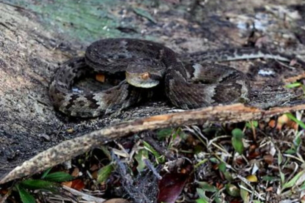 Bothrops otavioi : Trigonocéphale de Vitória ou Trigonocéphale d’Otavio