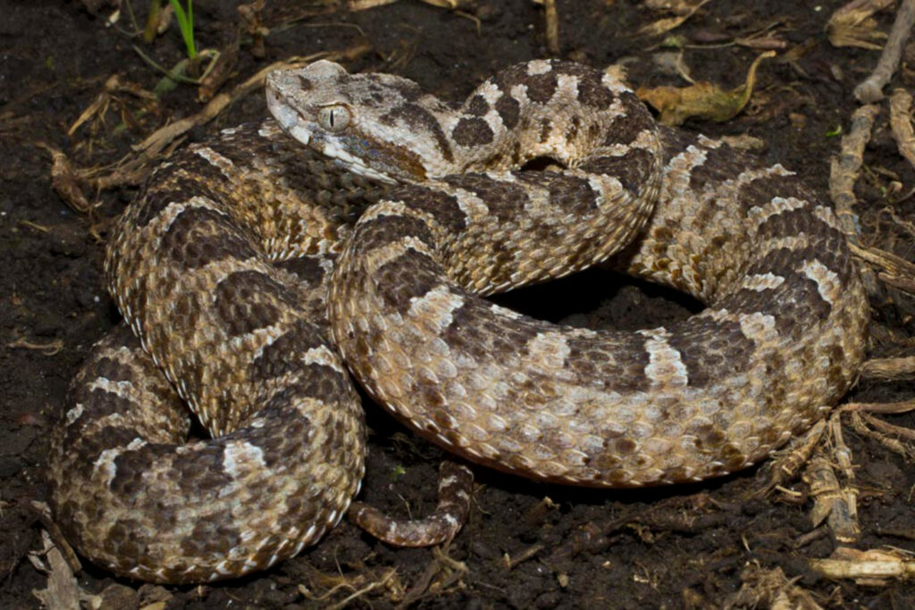 Bothrops pictus : Trigonocéphale du désert