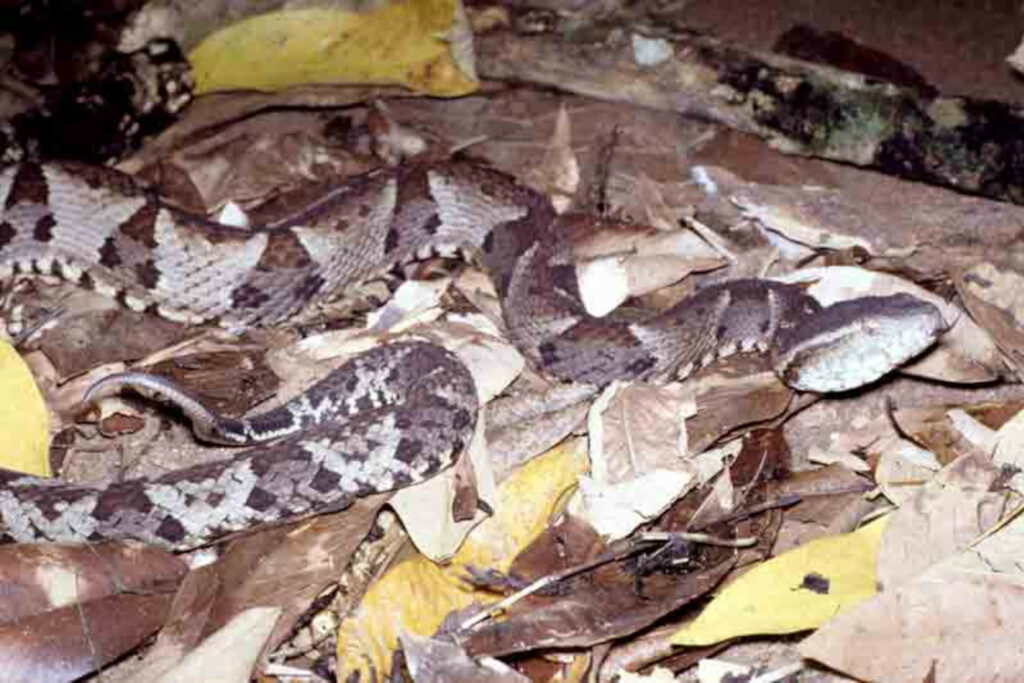 Bothrops pirajai : Trigonocéphale de Piraja