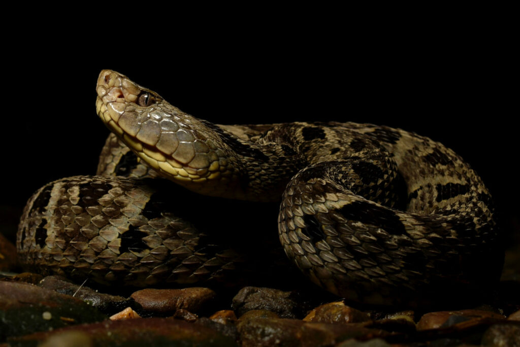 Bothrops sanctaecrucis : Trigonocéphale bolivien