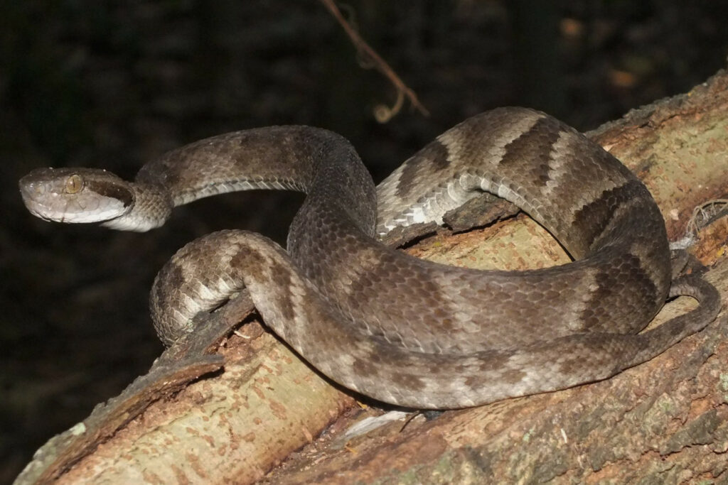 Bothrops sazimai : Trigonocéphale de l’île Franceses