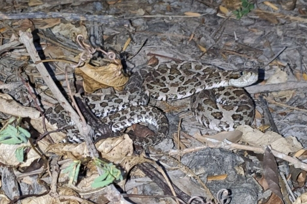 Bothrops sonene : Trigonocéphale moucheté des forêts