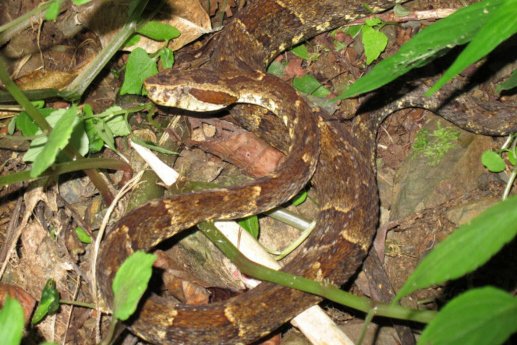 Bothrops venezuelensis : Trigonocéphale du Venezuela