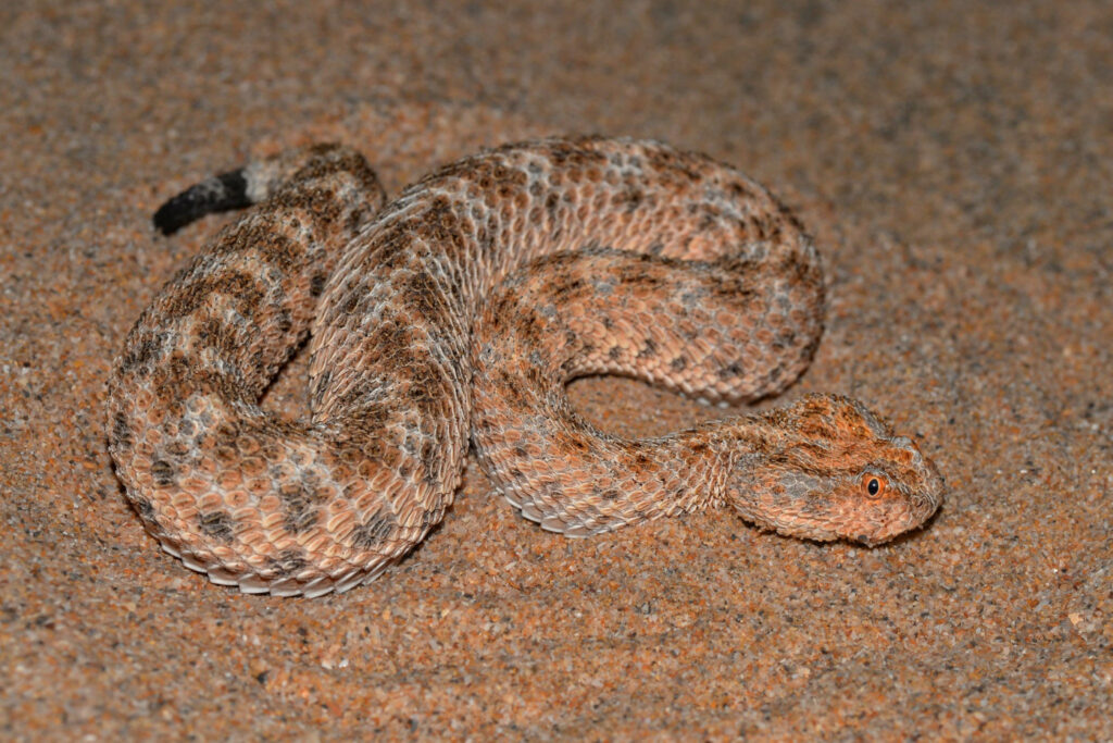 Cerastes vipera : Vipère d'Avicenne ou Vipère des sables du Sahara