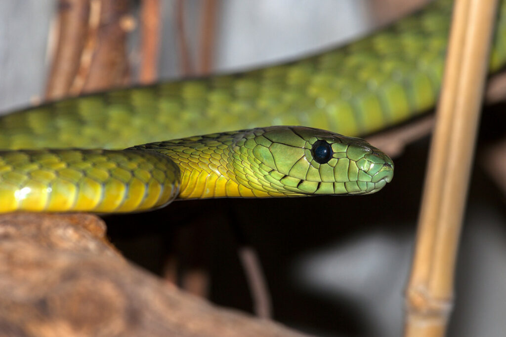 Dendroaspis jamesoni : Mamba vert de Jameson