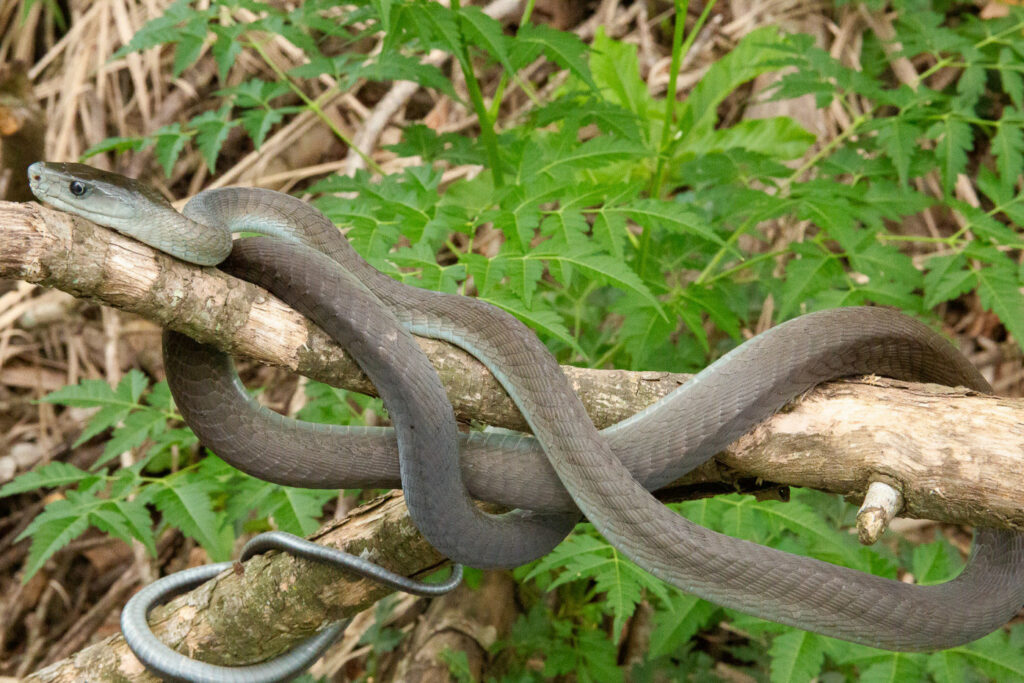 Dendroaspis polylepis : Mamba noir