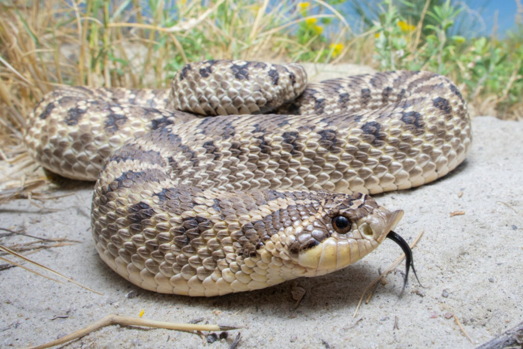 Heterodon kennerlyi : Serpent à groin mexicain ou Serpent à groin du Mexique