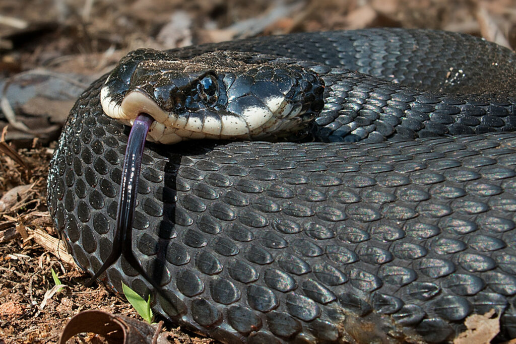 Heterodon platirhinos