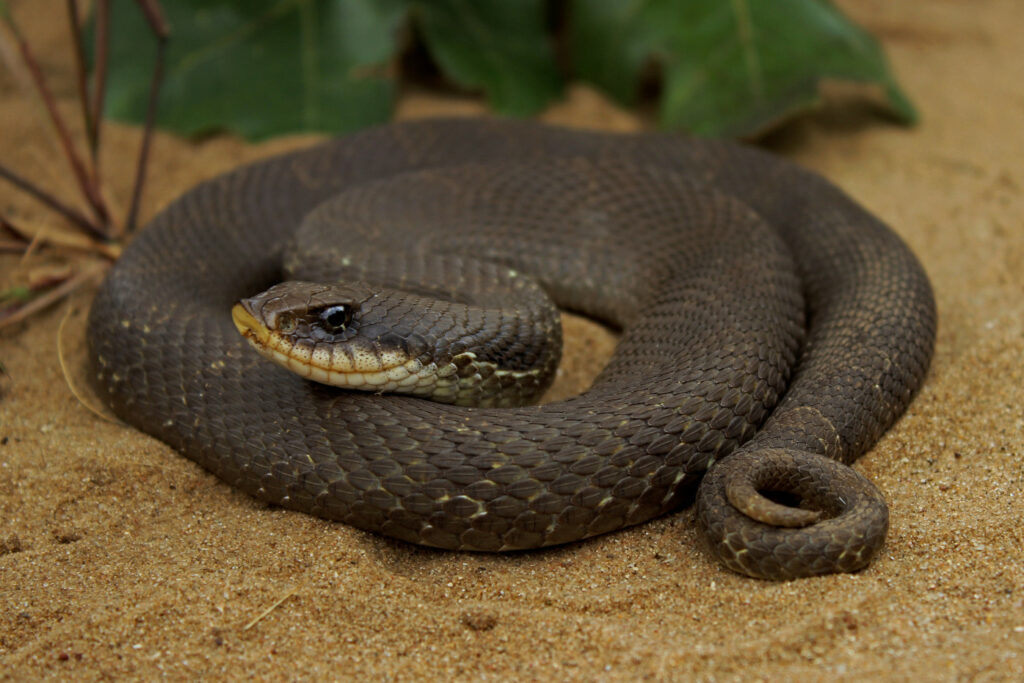 Atheris chlorechis (Vipère des buissons occidentales) Heterodon platirhinos : Serpent à groin de l'Est