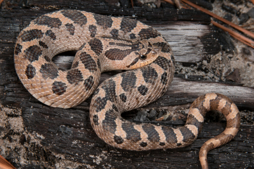 Atheris chlorechis (Vipère des buissons occidentales) Heterodon simus : Serpent à groin du Sud
