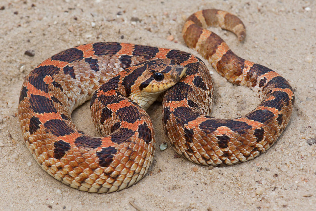 Heterodon simus