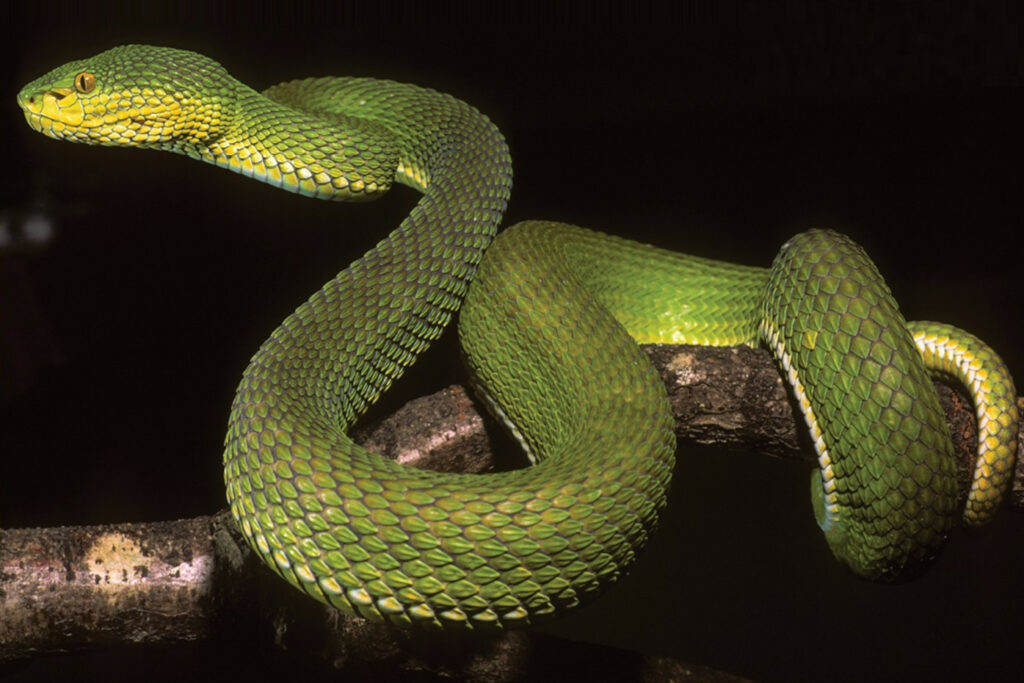 Trimeresurus ayeyarwadyensis : Crotale d'Ayeyarwady ou Crotale d'Yangon