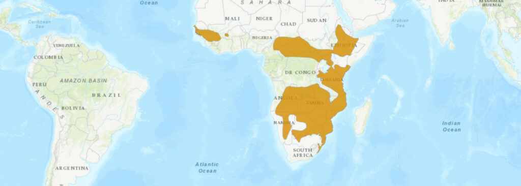 Aire de répartition du Dendroaspis polylepis