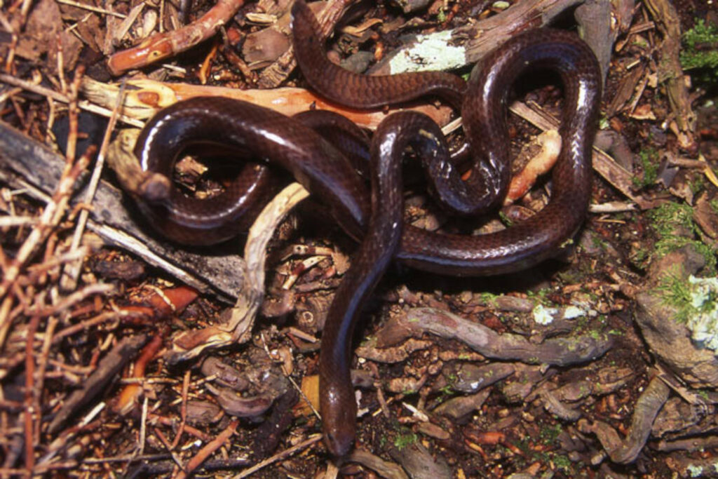 Laticauda crockeri : Serpent tricot rayé de Crocker ou Serpent tricot rayé des îles Salomon